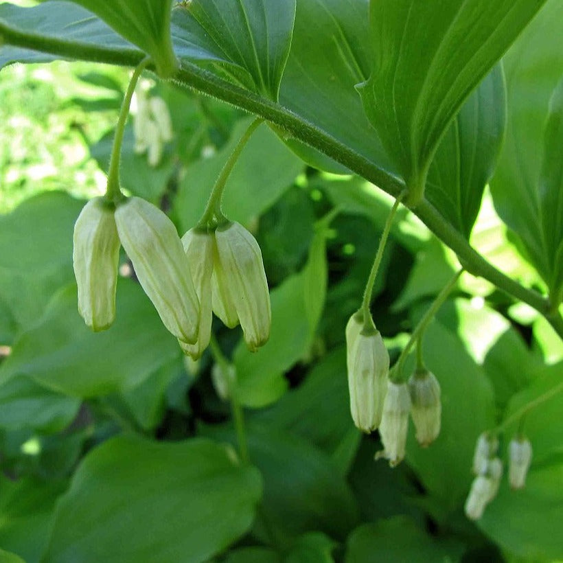 Polygonatum latifolium SOLOMON'S SEAL BROAD-LEAVED – Ferri Seeds