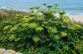 Angelica pachycarpa<br>GLOSSY LEAVED ANGELICA
