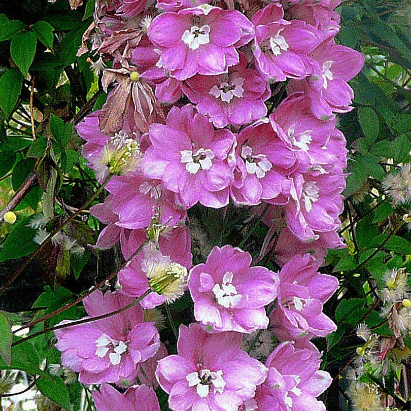 Delphinium elatum DELPHINIUM 'PINK PUNCH' – Ferri Seeds