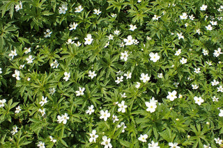 WOOD ANEMONE, CANADIAN <br>Anemone canadensis