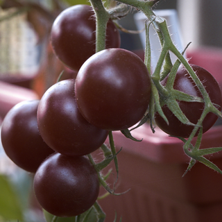 TOMATO SWEET BLACK CHERRY <br>Solanum lycopersicum