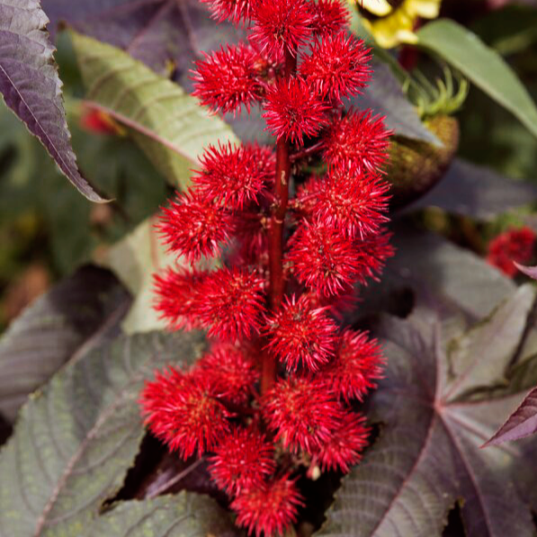 Ricinus gibsonii RED CASTOR BEAN – Ferri Seeds