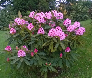 BEAUTIFUL FACE RHODODENDRON <br>Rhododendron calophytum