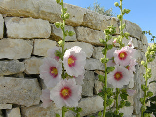 Alcea rosea <br>HOLLYHOCK MIX