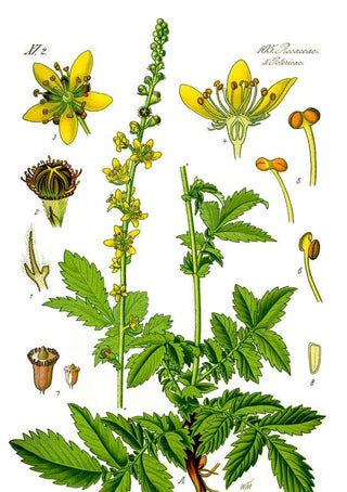 Agrimonia eupatoria <br>COMMON AGRIMONY, CHURCH STEEPLES