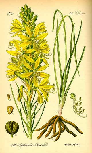 Asphodeline lutea <br>YELLOW ASPHODEL, KING'S SPEAR