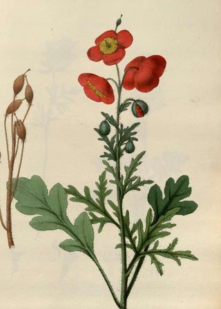 Meconopsis cambrica <br>WELSH RED POPPY