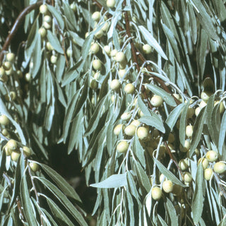 Elaeagnus angustifolia <br>RUSSIAN OLIVE