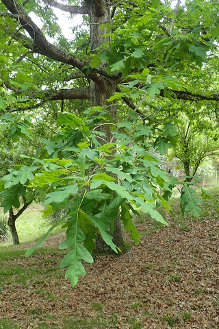 WHITE OAK <br>Quercus alba