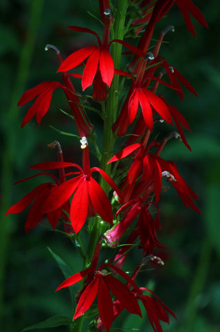 CARDINAL FLOWER <br>Lobelia cardinalis
