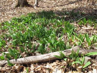 WILD LEEK, RAMP, SPRING ONION <br>Allium tricoccum