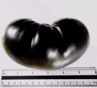 Solanum lycopersicum <br>BLACK BEAUTY TOMATO