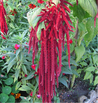 Amaranthus caudatus <br>AMARANTH LOVE LIES BLEEDING 'PONY TAILS'