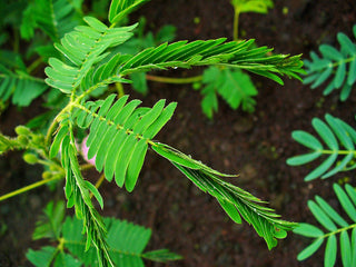 SENSITIVE PLANT MIMOSA, TOUCH ME NOT <br>Mimosa pudica