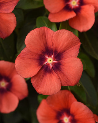 Catharanthus roseus <br>VINCA TATTOO TANGERINE