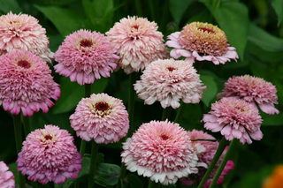 Zinnia elegans <br>ZINDERELLA LILAC ZINNIA