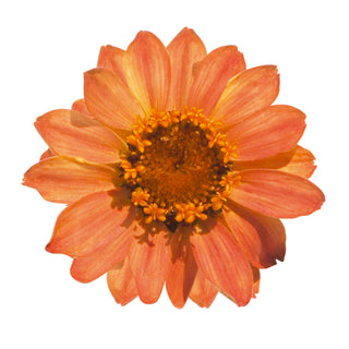 Zinnia hybrida <br>ZINNIA 'PROFUSION APRICOT'