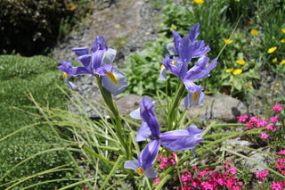 Iris siberica <br>SIBERIAN IRIS <br>Organic