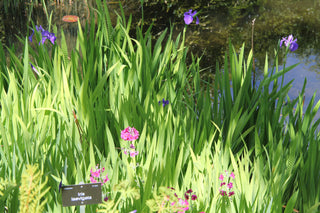 Iris laevigata colchesterensis <br>IRIS