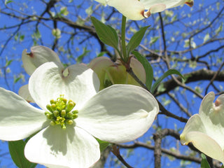 Cornus florida <br>NORTHERN FLOWERING DOGWOOD