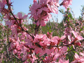 Prunus tenella <br>DWARF RUSSIAN FLOWERING ALMOND