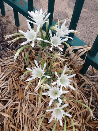 Pancratium maritimum <br>SAND LILY