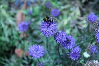 Jasione laevis, Jasione perennis <br>SHEEP'S BIT