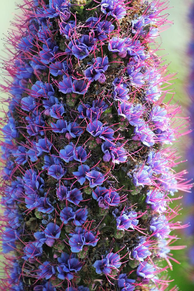 tower of jewels plant seeds Echium pininana TOWER OF JEWELS 'BLUE TOWERS' – Ferri Seeds