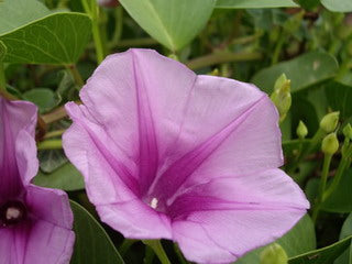 Ipomoea pes-caprae <br>BEACH MORNING GLORY, BAY HOPS, GOAT'S FOOT