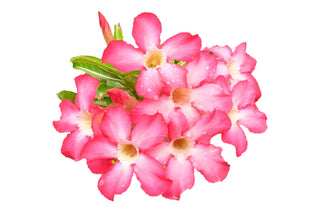 Adenium obesum <br>SHOWY DESERT ROSE, IMPALA LILY MIX HYBRIDS