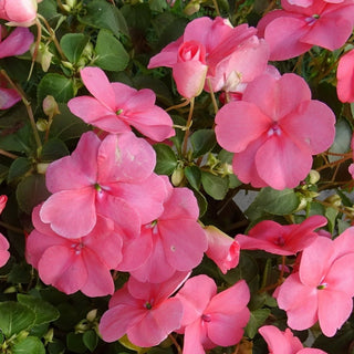 Impatiens walleriana <br>IMPATIENS 'SALMON SPLASH'