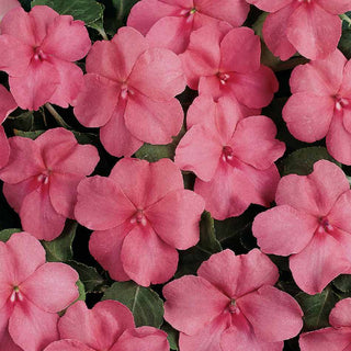 Impatiens walleriana <br>IMPATIENS SUPER ELFIN XP CORAL