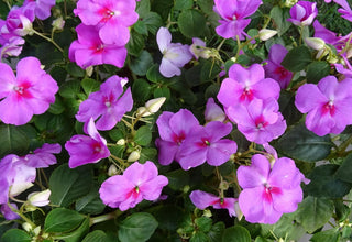 Impatiens walleriana <br>IMPATIENS 'LAVENDER'