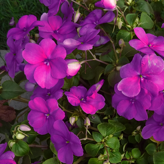 Impatiens walleriana <br>IMPATIENS DARK VIOLET