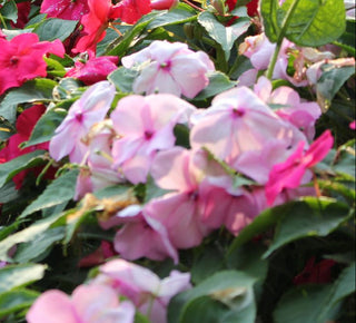 Impatiens walleriana <br>IMPATIENS BABY PINK
