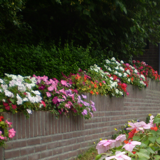 Impatiens walleriana <br>IMPATIENS MIX