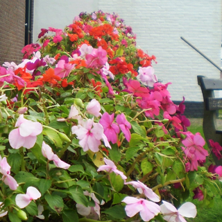 Impatiens walleriana <br>IMPATIENS MIX