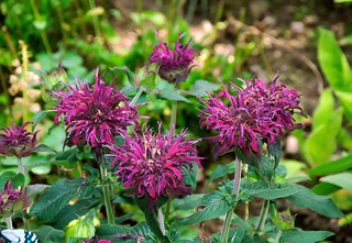 Monarda media <br>PURPLE BERGAMOT, BEE BALM