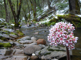 Peltiphyllum peltatum, Darmera peltata <br>UMBRELLA PLANT, INDIAN RHUBARB