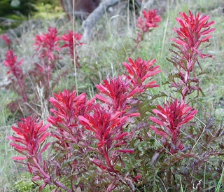 Pedicularis densiflora <br>WARRIOR'S PLUME