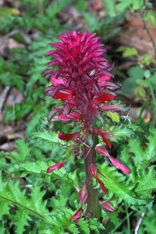 Pedicularis densiflora <br>WARRIOR'S PLUME