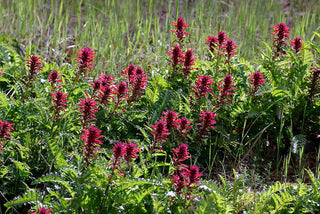 Pedicularis densiflora <br>WARRIOR'S PLUME