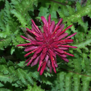 Pedicularis densiflora <br>WARRIOR'S PLUME