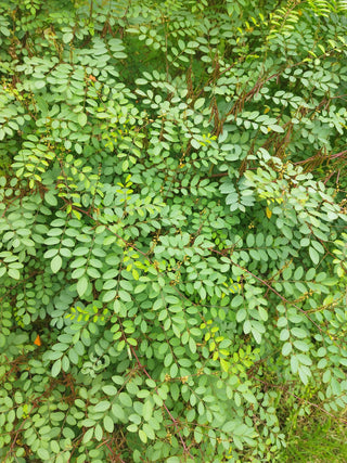 Baptisia tinctoria <br>SMALL YELLOW WILD INDIGO