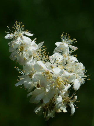 Filipendula vulgaris <br>QUEEN OF THE PRAIRIE, DROPWORT