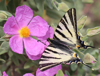 Cistus incanus tauricus <br>TAURIC ROCK ROSE, HOARY ROCK ROSE