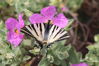 Cistus incanus tauricus <br>TAURIC ROCK ROSE, HOARY ROCK ROSE