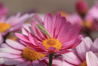 Chrysanthemum tanacetum <br>PAINTED DAISY MIX