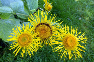 Inula candida ssp. verbascifolia <br>INULA