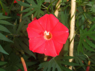 Ipomoea quamoclit <br>RED CARDINAL CLIMBER Morning Glory